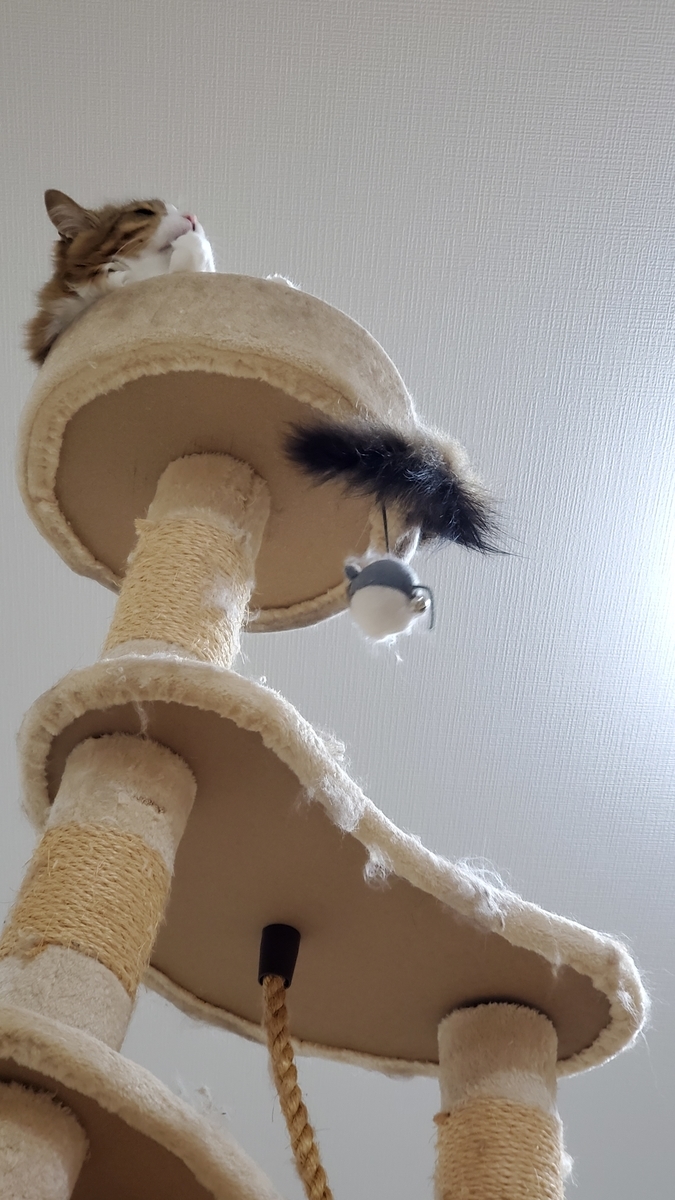 f:id:nekoja-peterpan:20210405115940j:plain