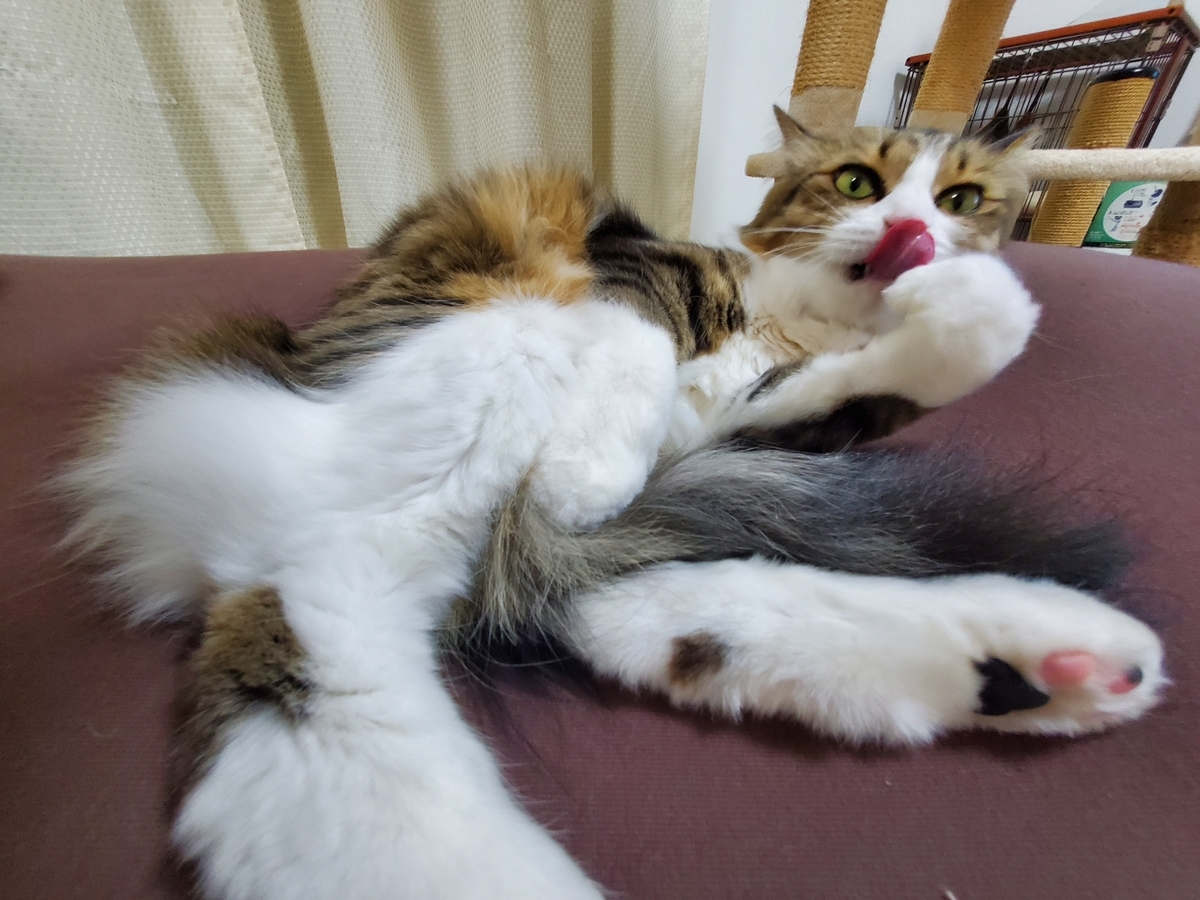 f:id:nekoja-peterpan:20210405120428j:plain