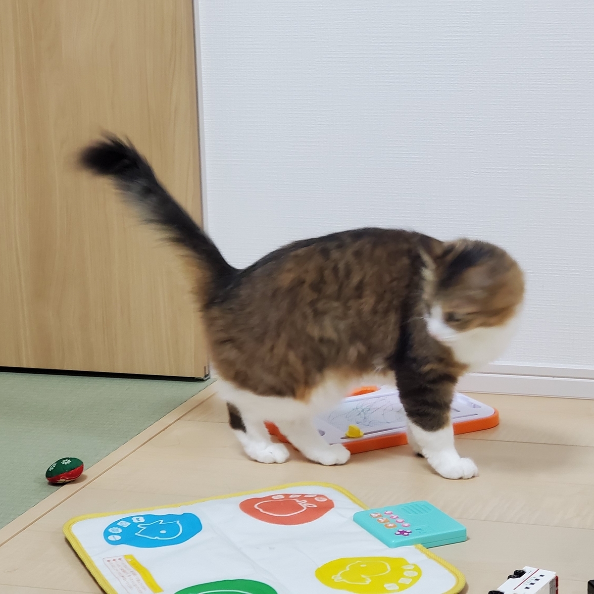 f:id:nekoja-peterpan:20210411100830j:plain