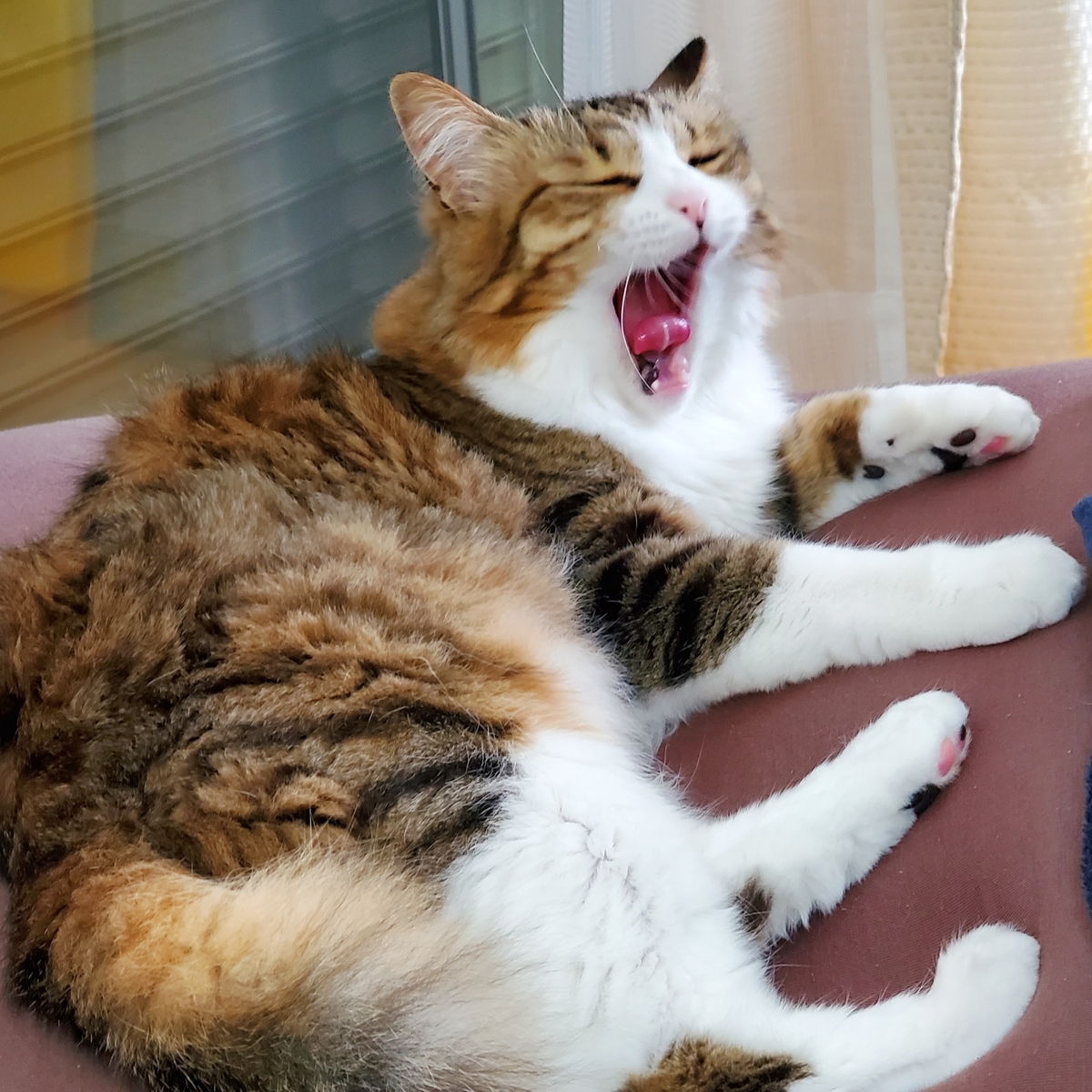 f:id:nekoja-peterpan:20210411101105j:plain