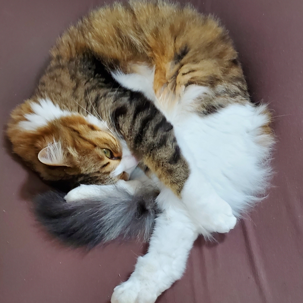 f:id:nekoja-peterpan:20210411101142j:plain