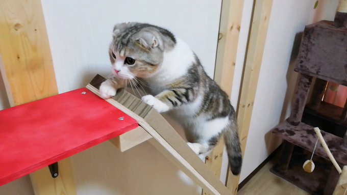 f:id:nekoja-peterpan:20210419131750j:plain