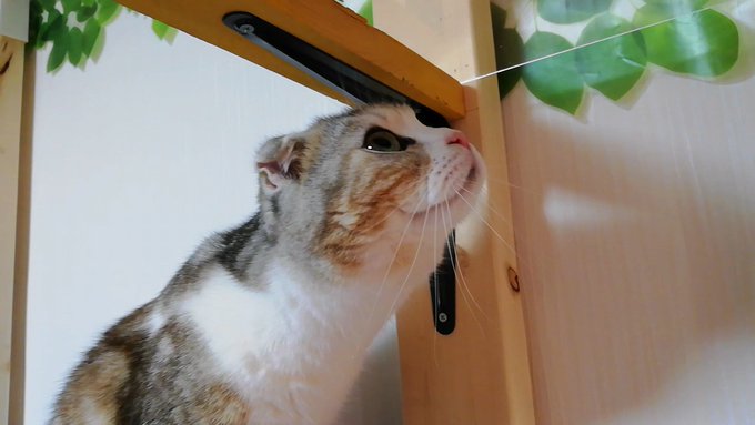 f:id:nekoja-peterpan:20210419132040j:plain