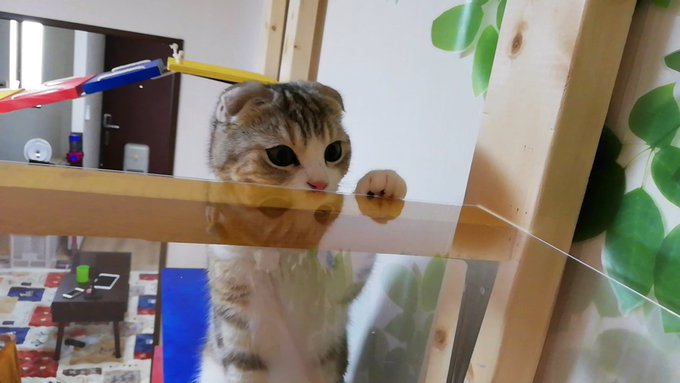 f:id:nekoja-peterpan:20210419132151j:plain