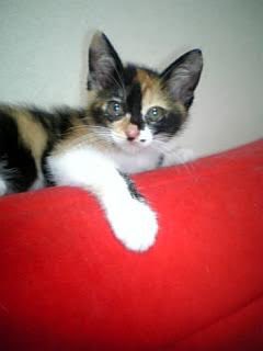 f:id:nekoja-peterpan:20210421143700j:plain