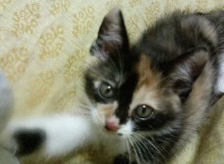 f:id:nekoja-peterpan:20210421143811j:plain