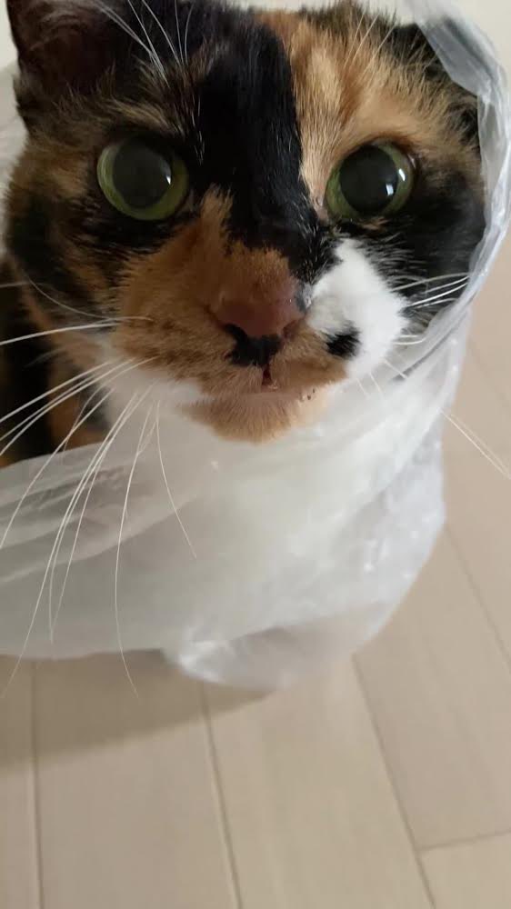 f:id:nekoja-peterpan:20210421144252j:plain