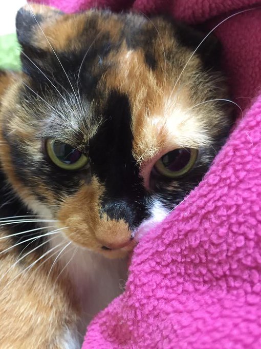 f:id:nekoja-peterpan:20210421144639j:plain