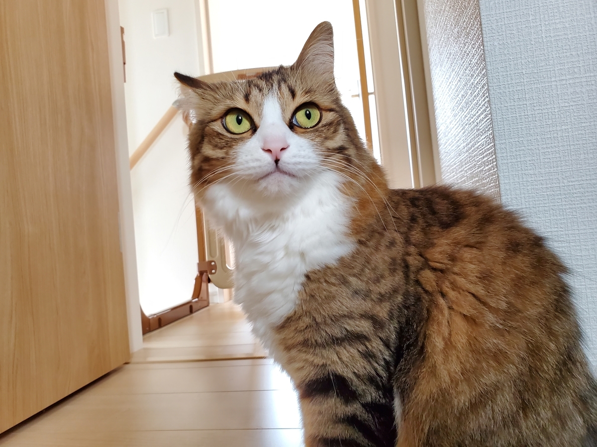 f:id:nekoja-peterpan:20210425182521j:plain