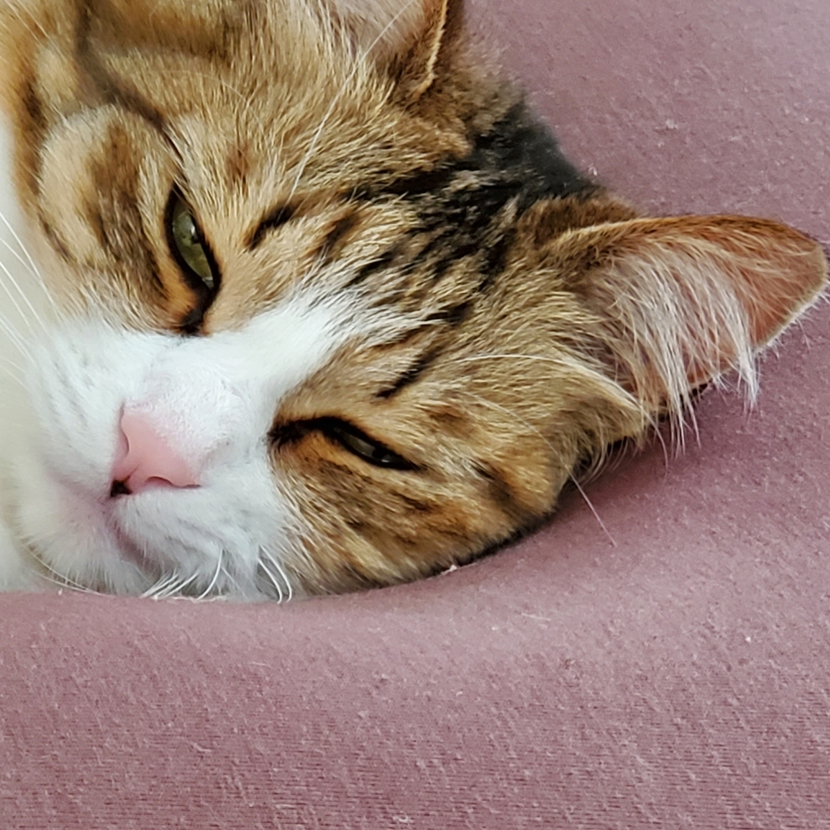 f:id:nekoja-peterpan:20210425182619j:plain