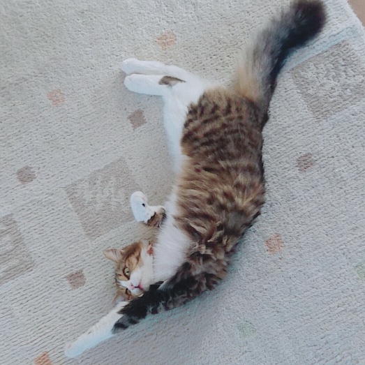 f:id:nekoja-peterpan:20210425182710j:plain