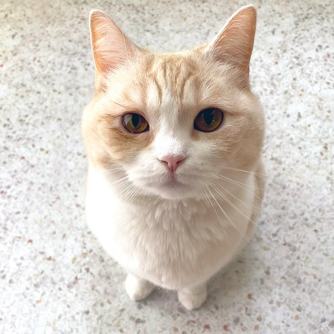 f:id:nekoja-peterpan:20210513144017j:plain
