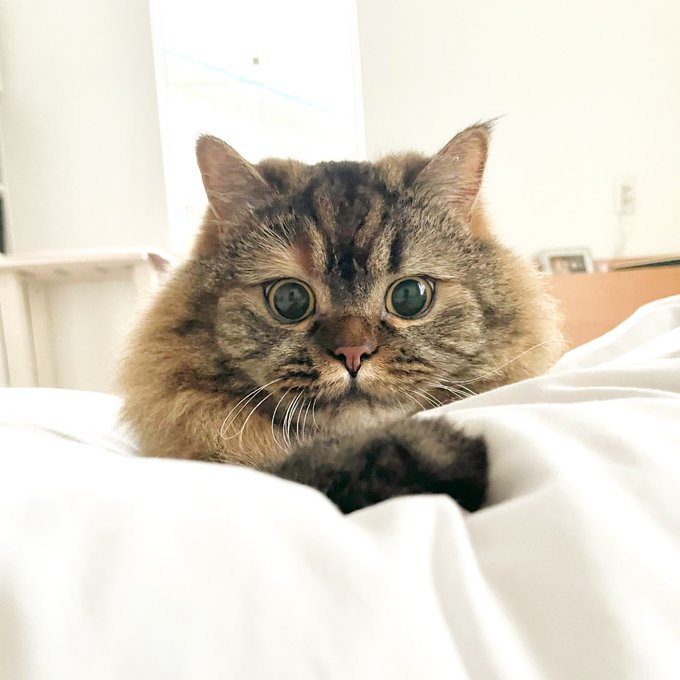 f:id:nekoja-peterpan:20210513145023j:plain