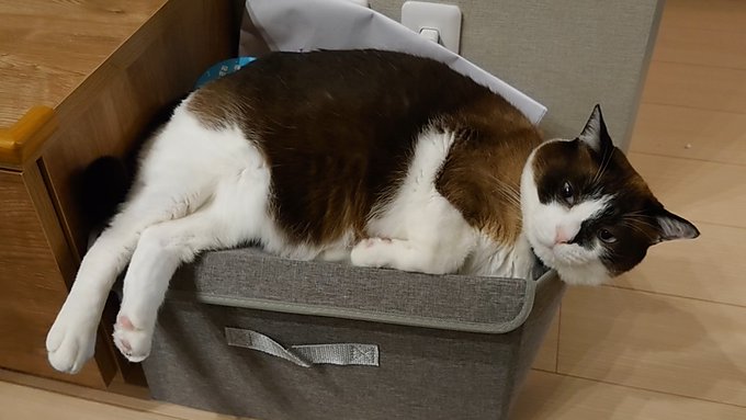 f:id:nekoja-peterpan:20210522155549j:plain