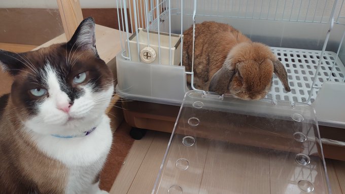 f:id:nekoja-peterpan:20210522160233j:plain