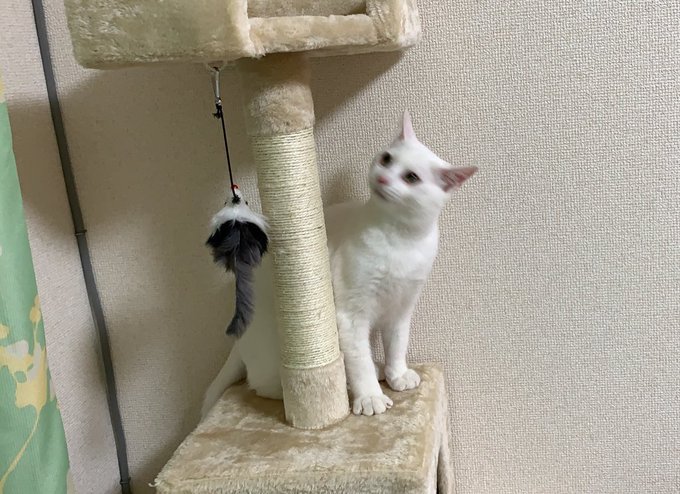 f:id:nekoja-peterpan:20210531150151j:plain