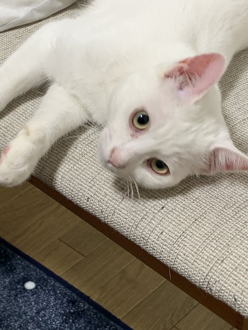 f:id:nekoja-peterpan:20210531150448j:plain