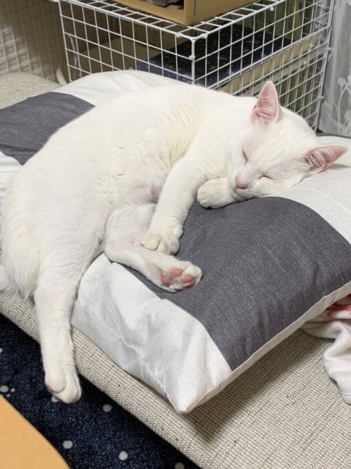 f:id:nekoja-peterpan:20210531150503j:plain