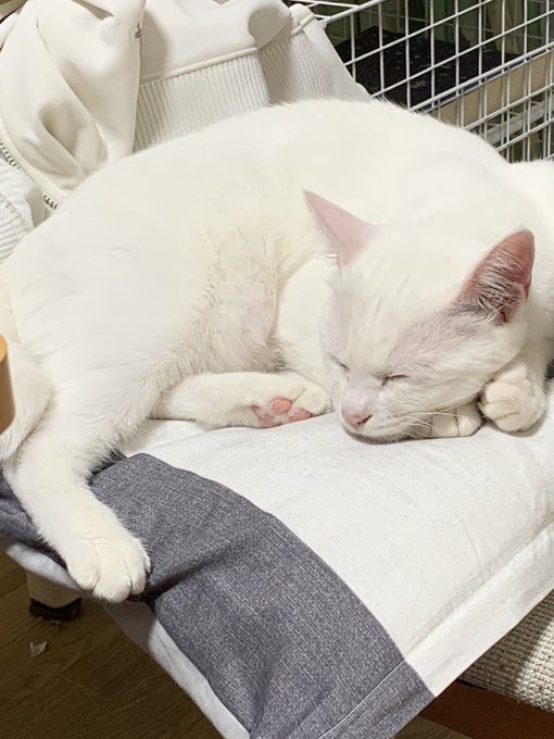 f:id:nekoja-peterpan:20210531150512j:plain