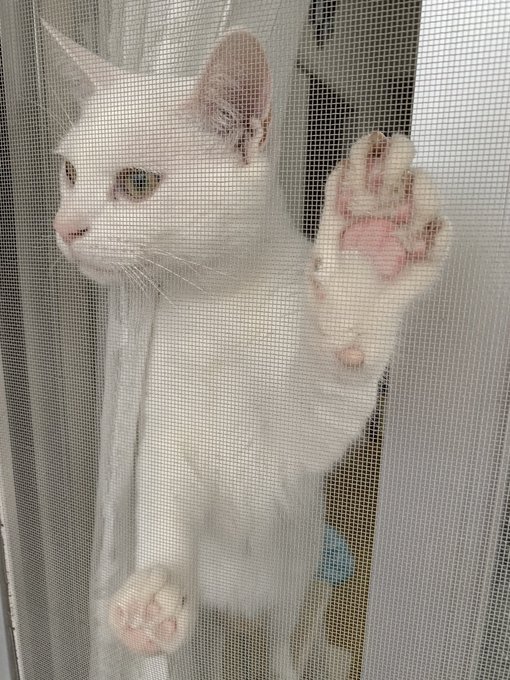 f:id:nekoja-peterpan:20210531150947j:plain