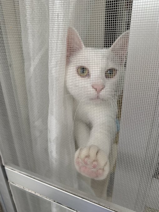 f:id:nekoja-peterpan:20210531150955j:plain