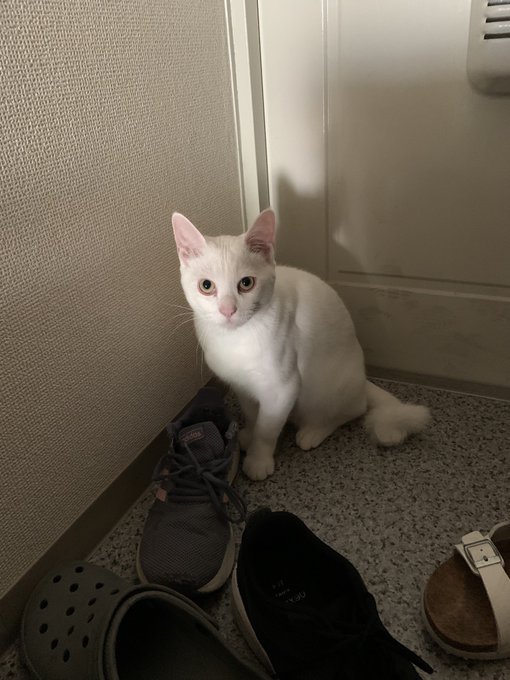 f:id:nekoja-peterpan:20210531151109j:plain