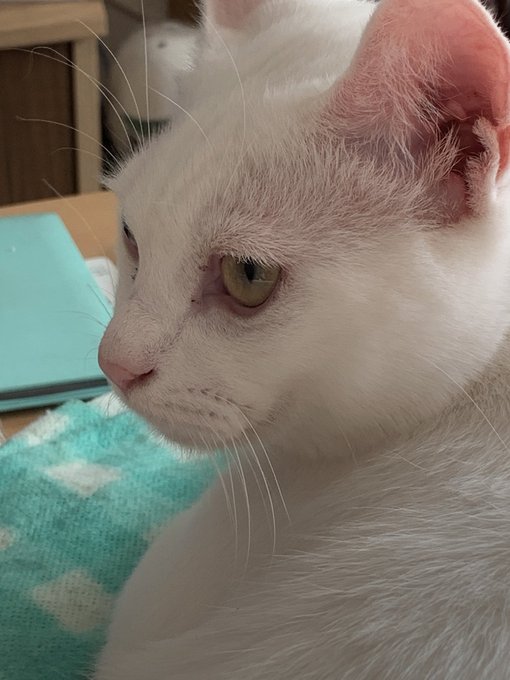 f:id:nekoja-peterpan:20210531151444j:plain