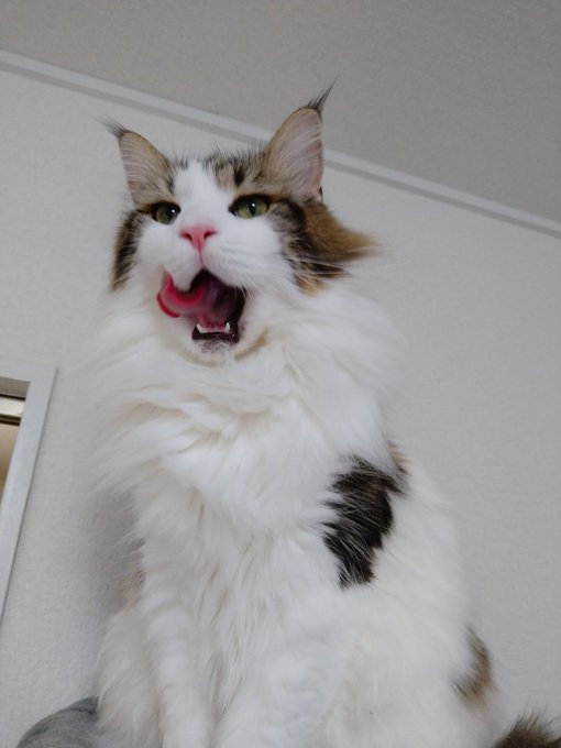 f:id:nekoja-peterpan:20210531193447j:plain