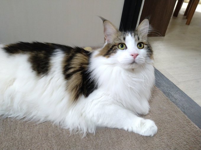 f:id:nekoja-peterpan:20210531193525j:plain