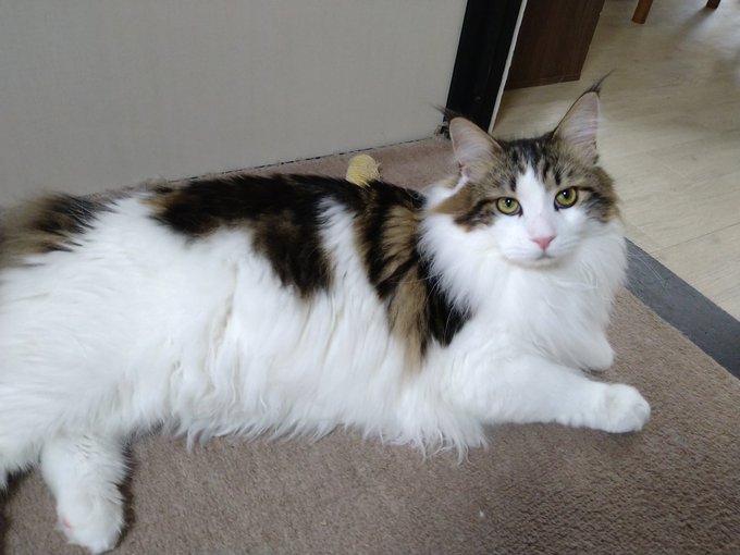 f:id:nekoja-peterpan:20210531193534j:plain