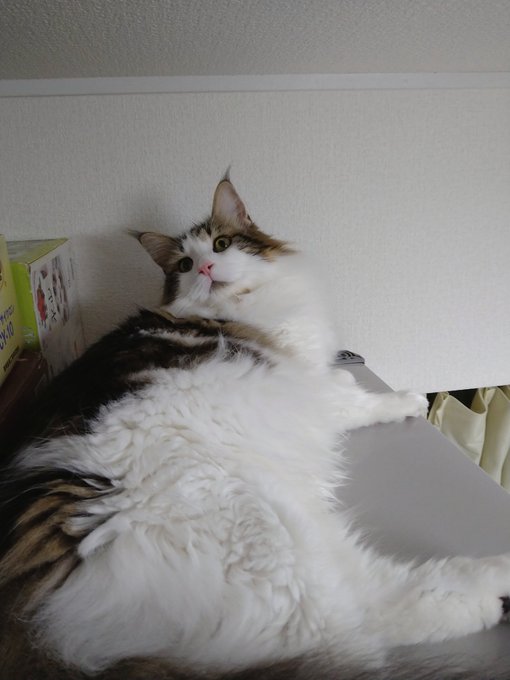 f:id:nekoja-peterpan:20210531194242j:plain