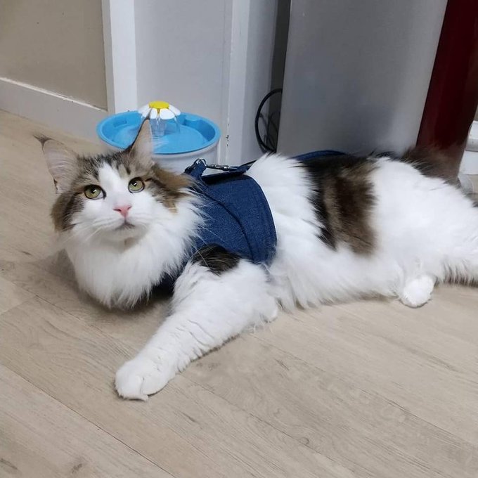 f:id:nekoja-peterpan:20210531194429j:plain