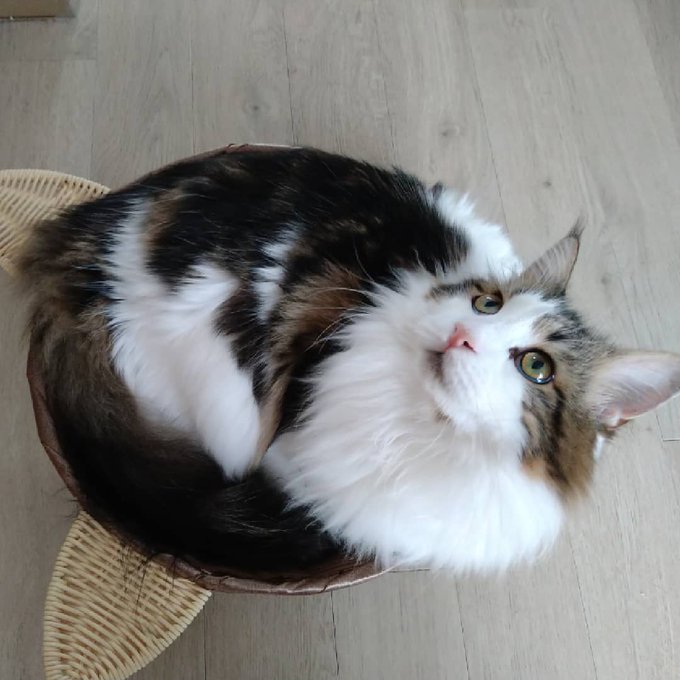 f:id:nekoja-peterpan:20210531194600j:plain