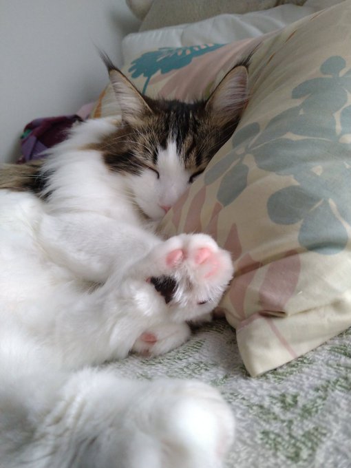 f:id:nekoja-peterpan:20210531194748j:plain