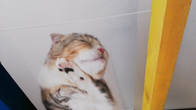 f:id:nekoja-peterpan:20210620194123j:plain