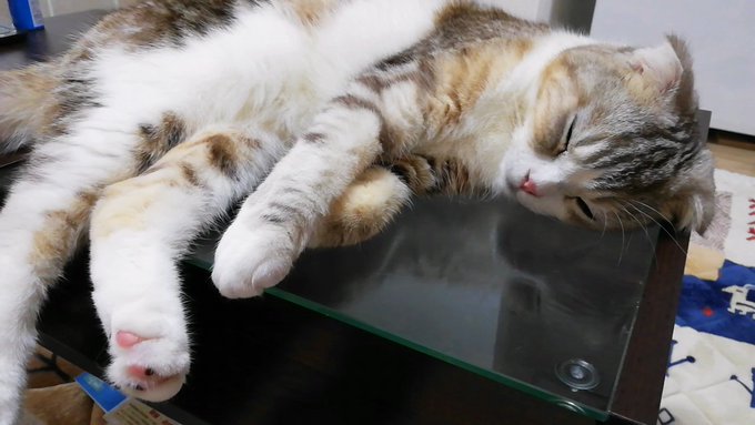 f:id:nekoja-peterpan:20210620194145j:plain