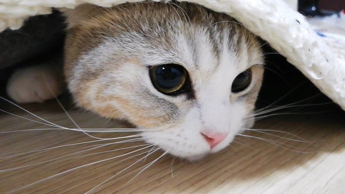 f:id:nekoja-peterpan:20210620194407j:plain