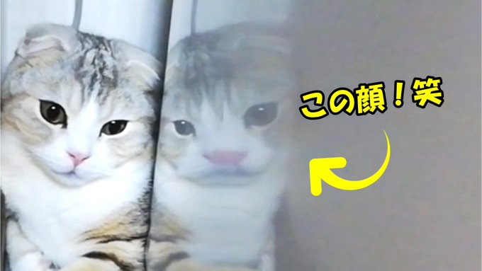 f:id:nekoja-peterpan:20210620194521j:plain