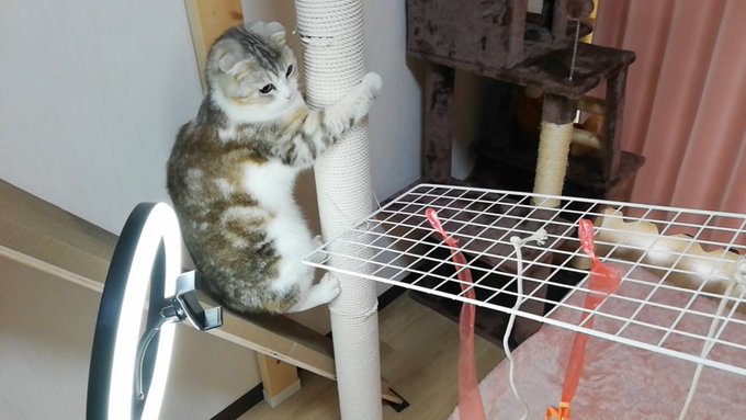 f:id:nekoja-peterpan:20210620194552j:plain