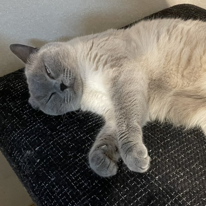 f:id:nekoja-peterpan:20210626163714j:plain