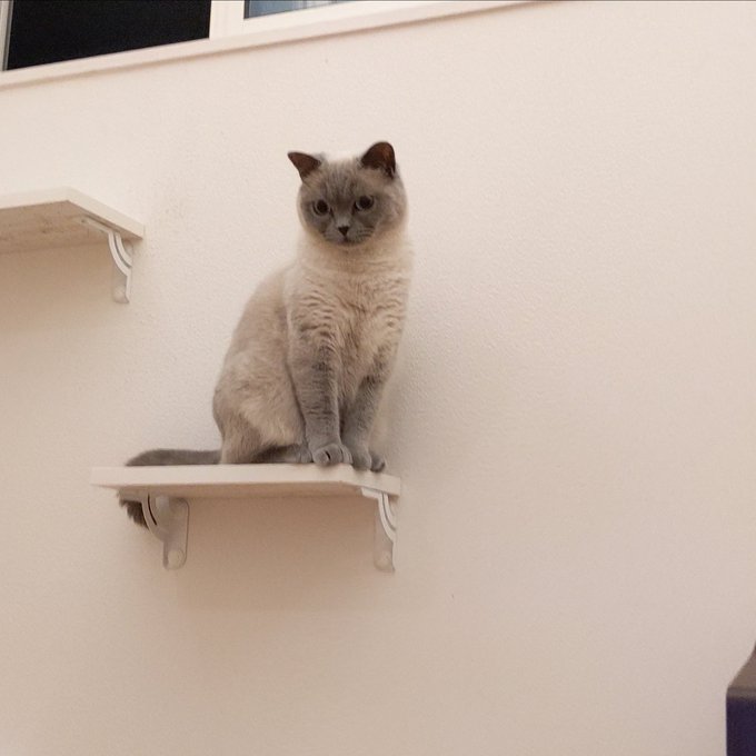 f:id:nekoja-peterpan:20210626163748j:plain