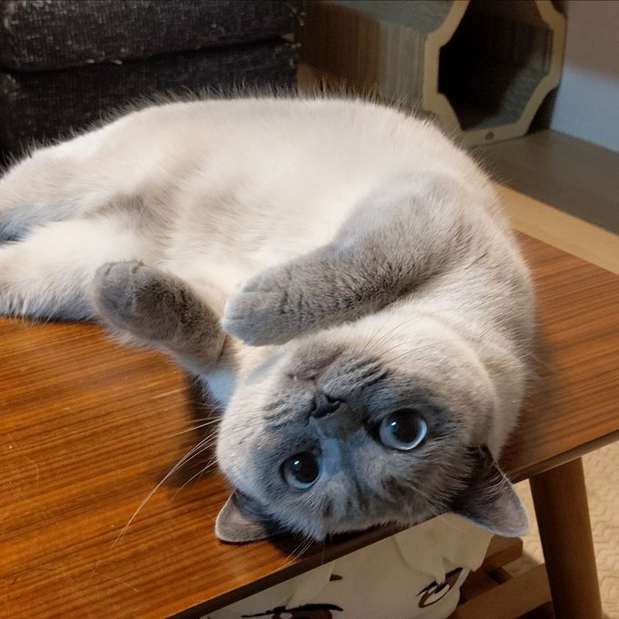 f:id:nekoja-peterpan:20210626163814j:plain