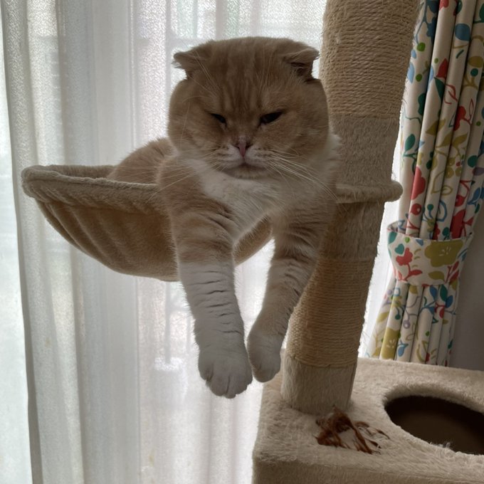 f:id:nekoja-peterpan:20210626163851j:plain