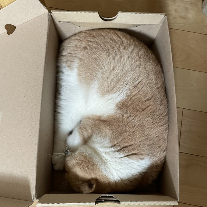 f:id:nekoja-peterpan:20210626163930j:plain