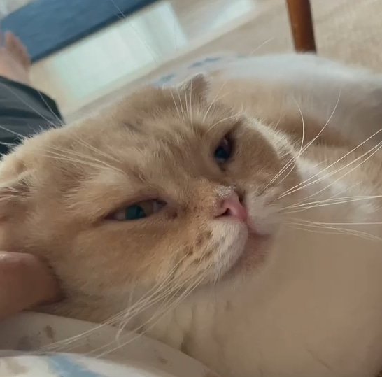 f:id:nekoja-peterpan:20210626163954j:plain