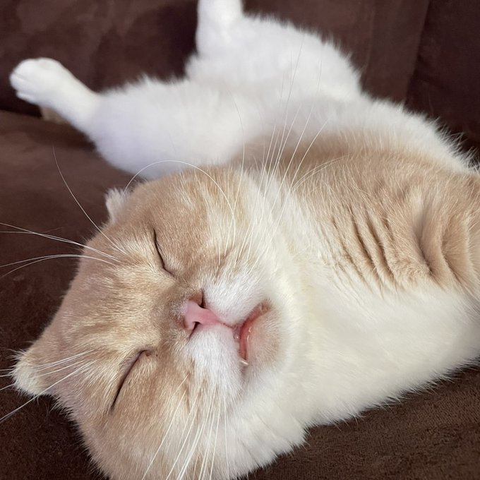 f:id:nekoja-peterpan:20210626164028j:plain