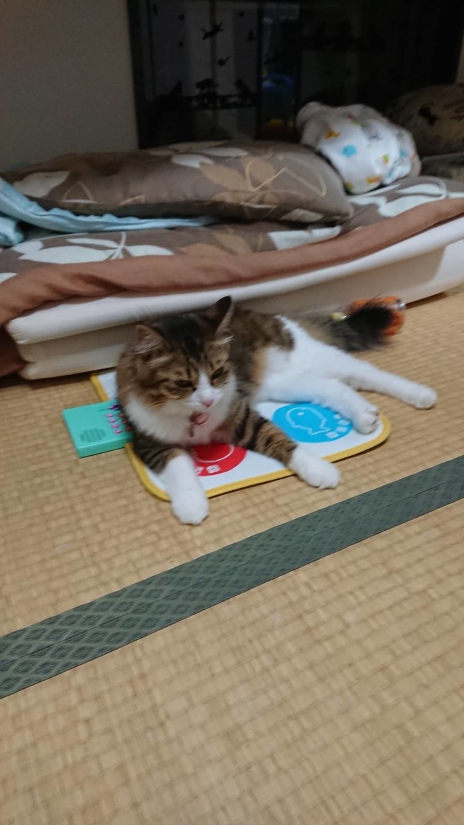 f:id:nekoja-peterpan:20210702122717j:plain