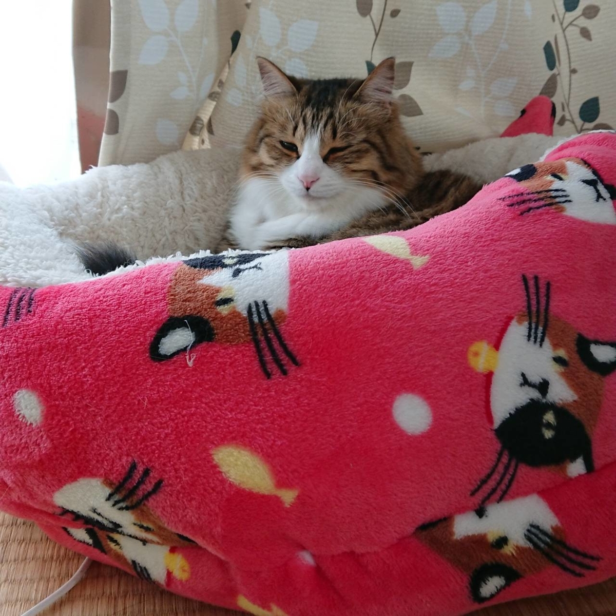 f:id:nekoja-peterpan:20210702122732j:plain