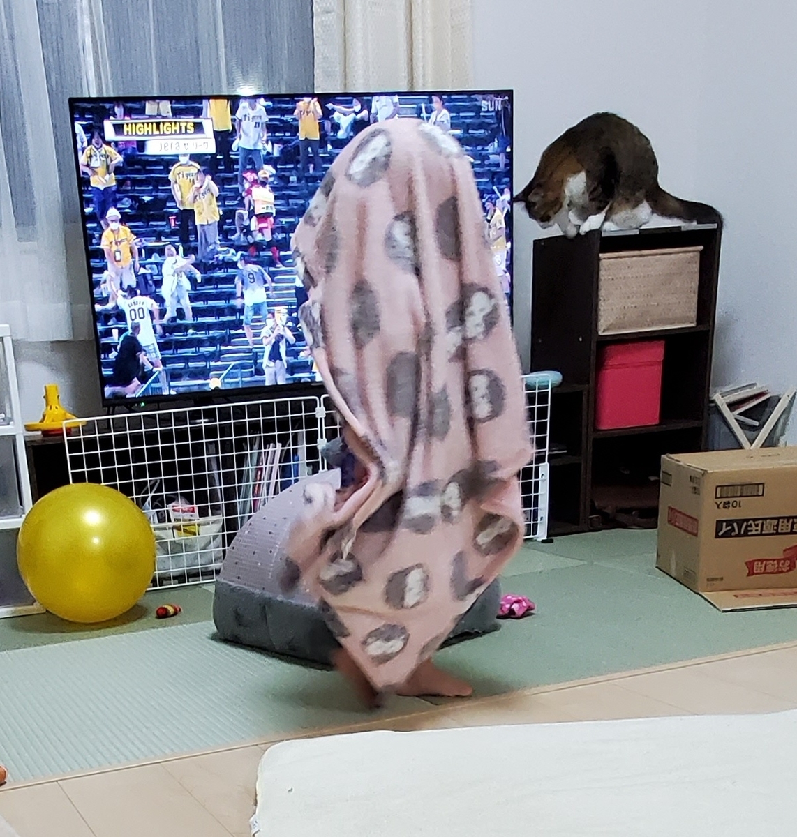 f:id:nekoja-peterpan:20210702123244j:plain