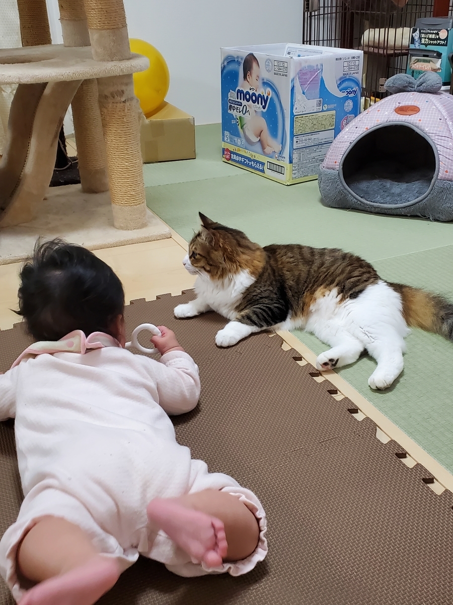 f:id:nekoja-peterpan:20210702123351j:plain